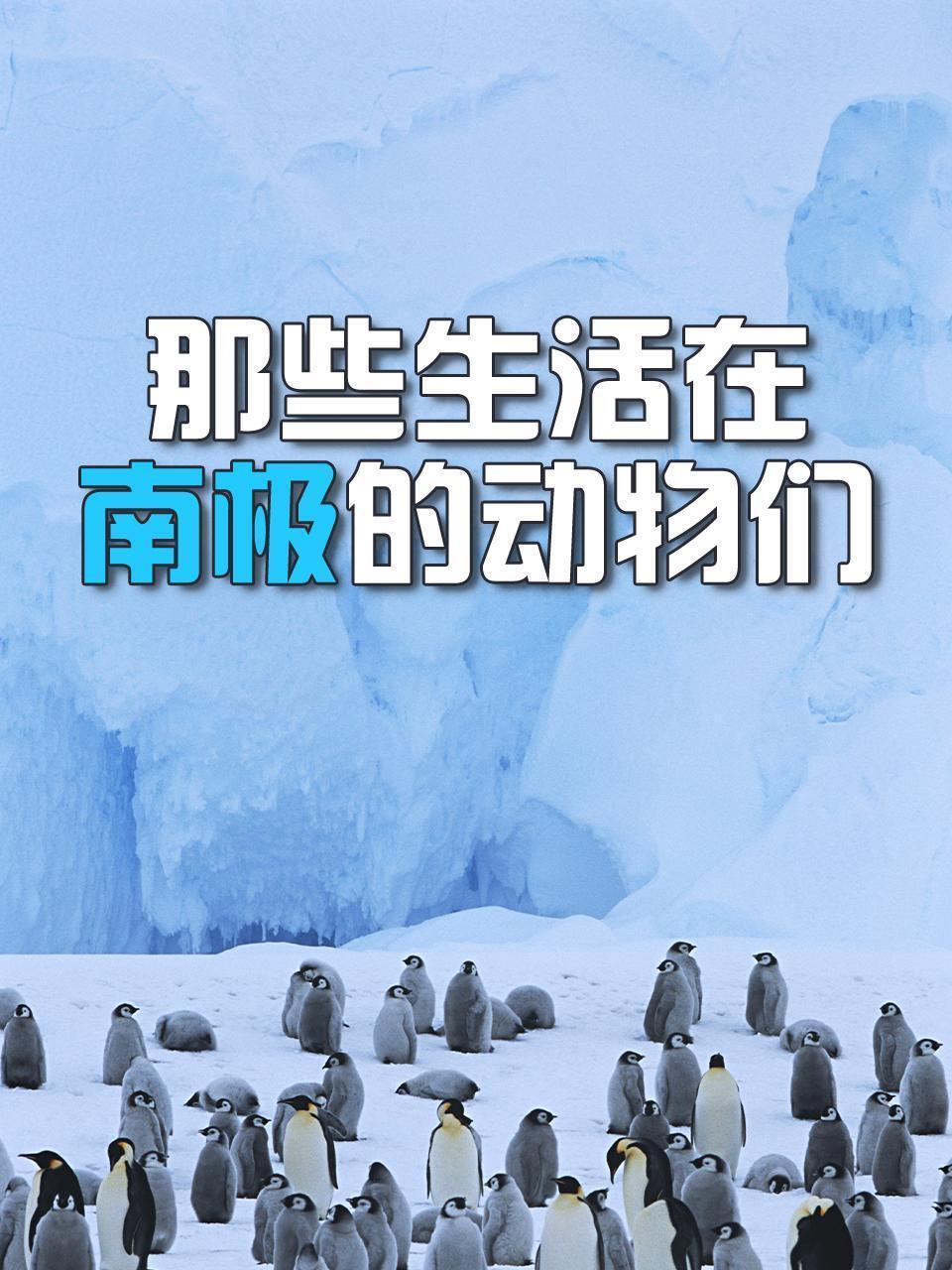 那些生活在南极的动物们