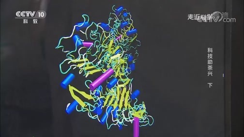 走近科学 《走近科学》 20190711 科技助茶兴（下）