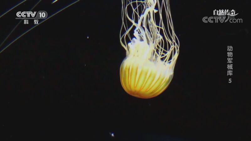 自然传奇 《自然传奇》 20200828 动物军械库 5