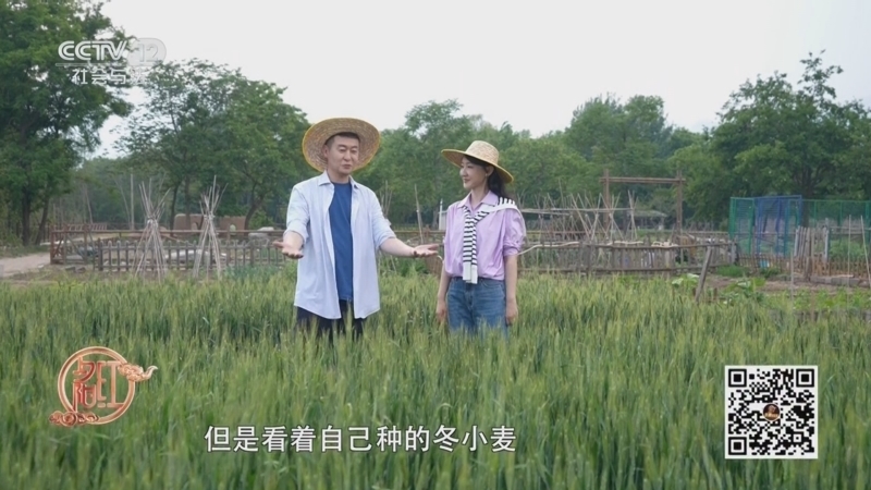 夕阳红 《夕阳红》 20250606 浪漫节气·芒种（2）