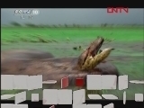 《自然传奇》 20120405 爬行高手（一）
