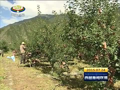 西藏新闻联播 《西藏新闻联播》 20150724
