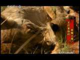 动物世界 动物世界 2010年 第67期
