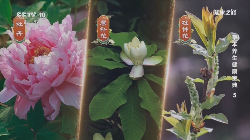 健康之路 《健康之路》 20240505 草本养生健康宝典 5