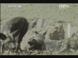 自然传奇 《自然传奇》 20140728 动物家庭趣闻