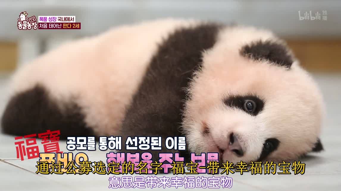 带来幸福的熊猫宝宝
