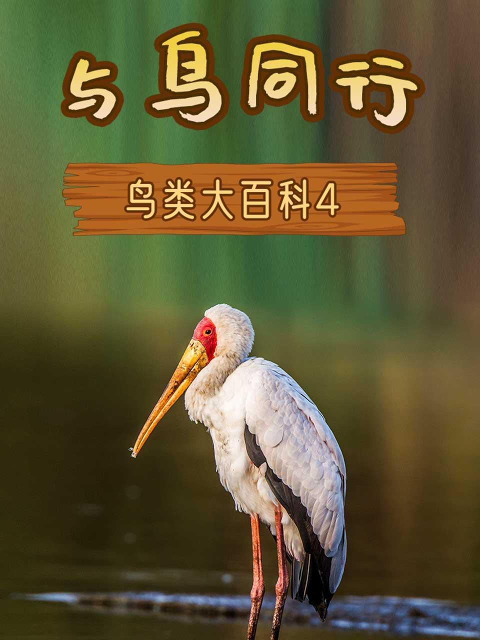 与鸟同行之鸟类大百科4