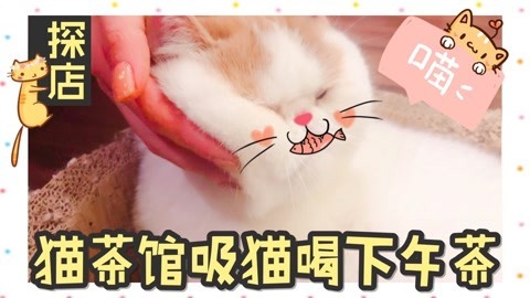 爱茉莉兒の食玩世界 猫茶馆吸猫喝下午茶