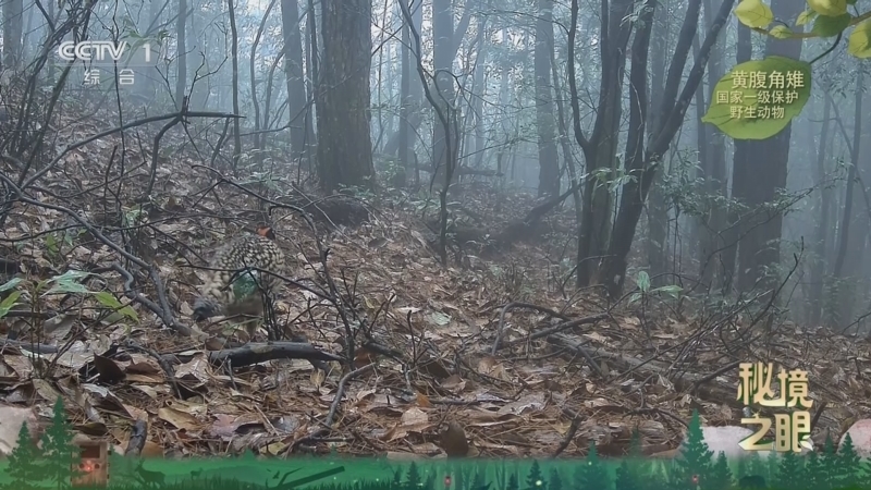 《秘境之眼》 黄腹角雉 20260227