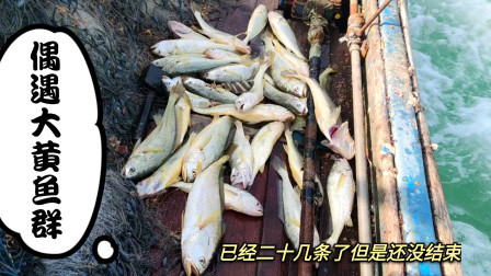 南澳岛赶海日记 潮汕小伙出海偶遇黄金鱼鱼群，估计能值2万块，做渔民以来赚钱最多的一次