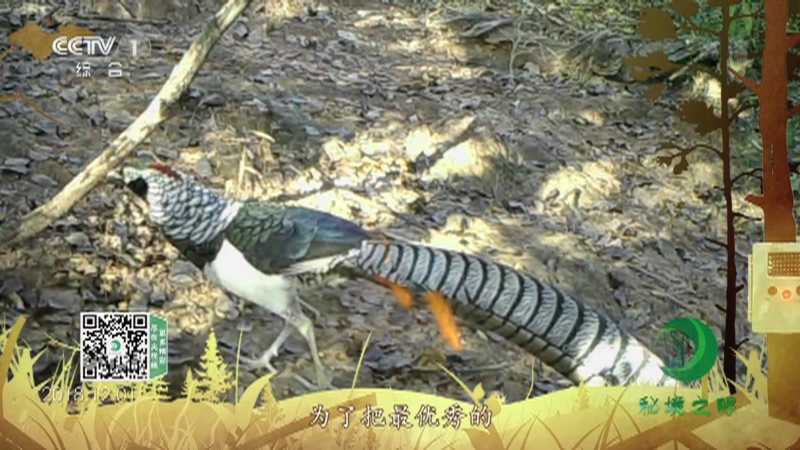 秘境之眼 《秘境之眼》 白腹锦鸡 20221219