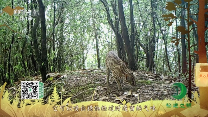《秘境之眼》 豹猫 20211120