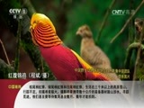动物世界 《动物世界》 20170524 爱家的豺夫妇