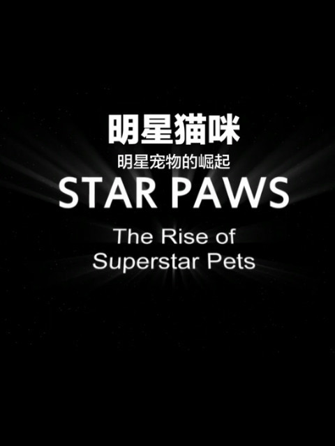 明星猫咪 海报