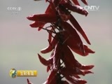 生财有道 《生财有道》 20160405 生态中国系列——云南宁洱：老手艺里有商机