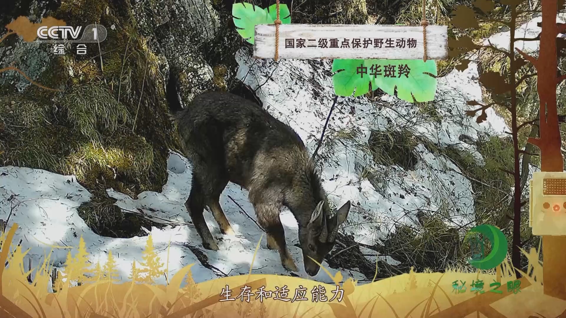 秘境之眼 《秘境之眼》 中华斑羚 20231108