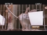 生财有道 《生财有道》 20140306 三兄弟的獭兔情缘