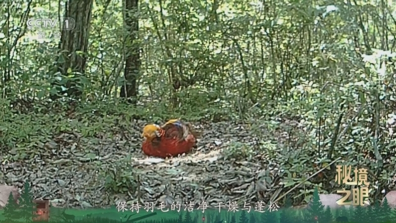 《秘境之眼》 红腹锦鸡 20260228