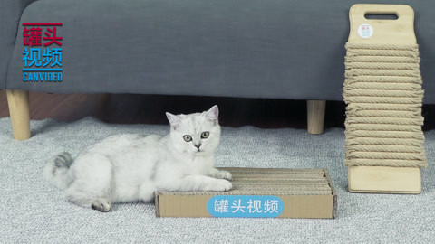 举起爪儿来 居家小物秒变猫抓板