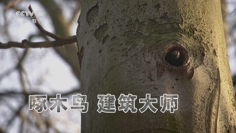 《自然传奇》 20251123 啄木鸟 建筑大师
