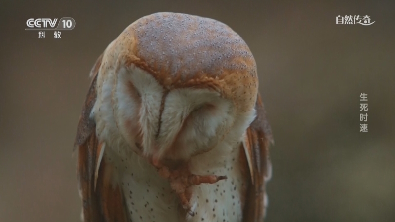 《自然传奇》 20251224 生死时速