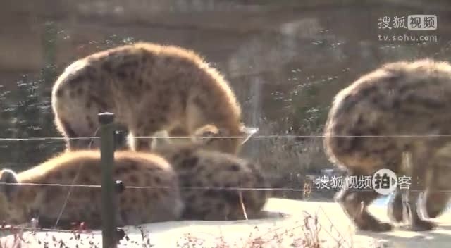 韩国之旅 【拍客】韩国之旅之探险园观看野生动物