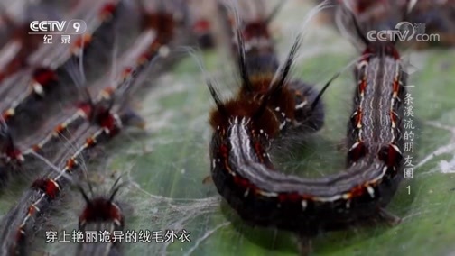 《时代》 20190610 一条溪流的朋友圈 第一集