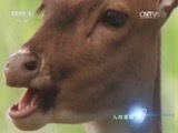 人与自然 《人与自然》 20141208 动物身体揭秘--生存之战（上）