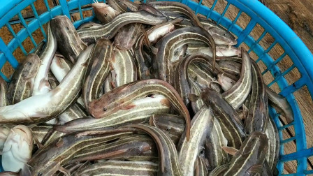 南澳岛赶海日记 大铁船开了5个小时到达外海捕鱼，捕上来的鱿鱼过百斤，收获满满的海鲜