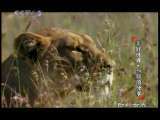 动物世界 动物世界 2010年 第37期