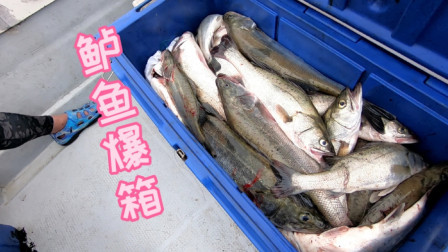 下雨天鲈鱼又出来觅食了，阿杰两个人狂拉100多斤鲈鱼，赚大发了
