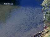 动物世界 动物世界 2010年 第133期