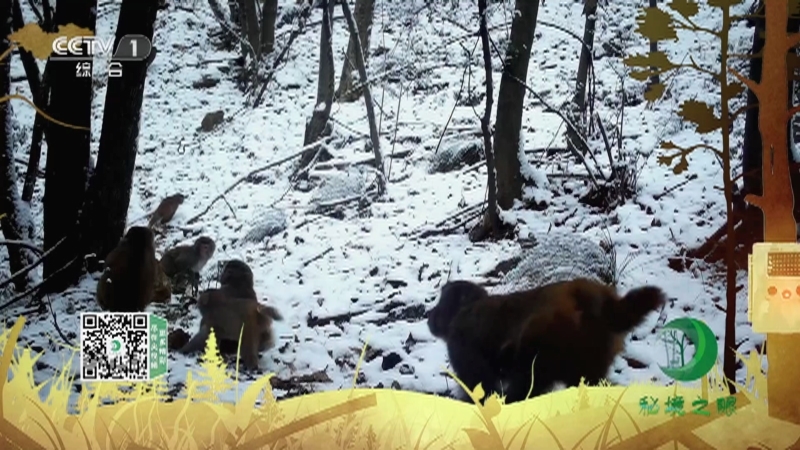 秘境之眼 《秘境之眼》 猕猴 20220914