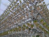 芝麻开门【央视】 《芝麻开门》 20160123 挑战大现场 果蔬争霸赛