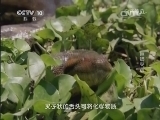 自然传奇 《自然传奇》 20140617 巨蟒突袭