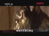 生财有道 [生财有道]致富榜样——神奇朽木贵比黄金 （20120325）