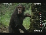 动物世界 《动物世界》 20121129 传奇家族秘史（二）
