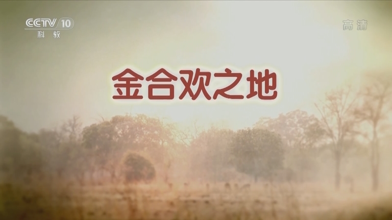 自然传奇 《自然传奇》 20201218 金合欢之地