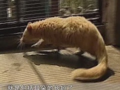 经典传奇 “六不像”之谜