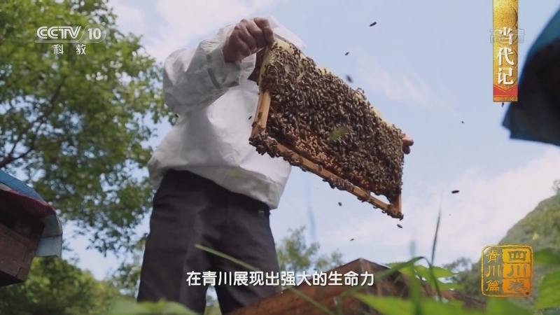 中国影像方志 《中国影像方志》 第728集 四川青川篇