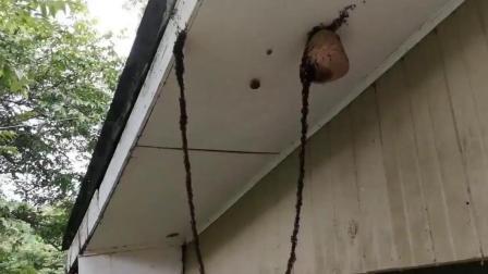 聊斋怪谈 100万只蚂蚁用身体搭建桥   进攻黄蜂窝  黄蜂：多大仇？