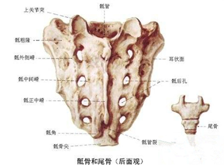 为什么产后久坐尾椎骨痛？
