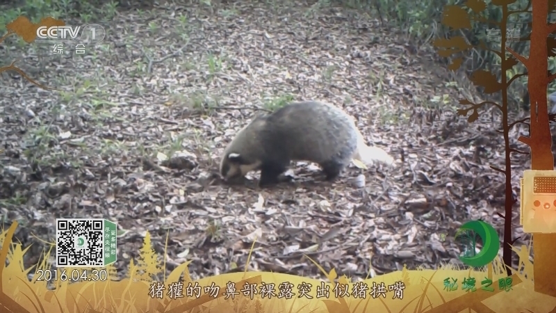 《秘境之眼》 猪獾 20210518