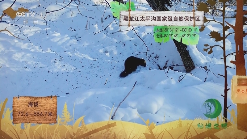 《秘境之眼》 紫貂  20210709