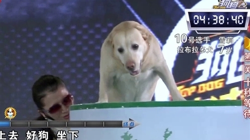 “明星狗”勇闯“丛林”