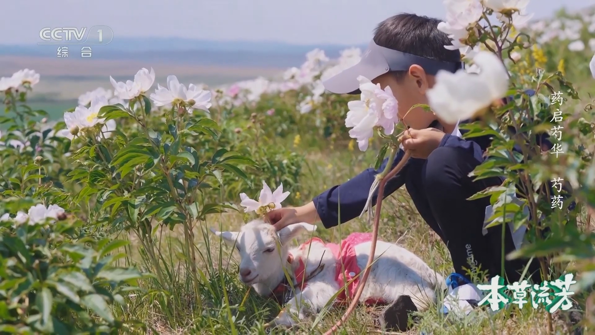 本草流芳 《本草流芳》 第3集 药启芍华