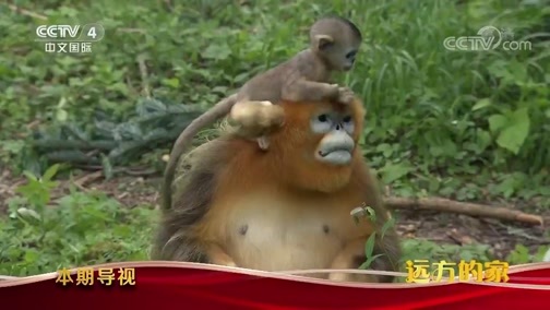 远方的家 《远方的家》 大好河山 北纬三十度撷珍 20191004