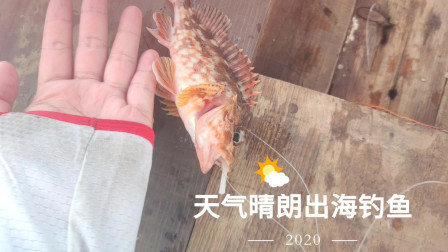 南澳岛赶海日记 休渔期所有的海鲜价格疯涨，彪哥出海钓的