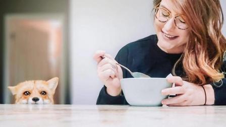 外国小姐姐养了一只小狐狸 一起吃饭的场景简直太有爱了