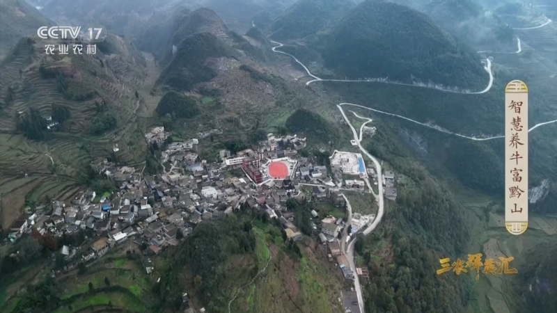 三农群英汇 《三农群英汇》 20260203 智慧养牛富黔山